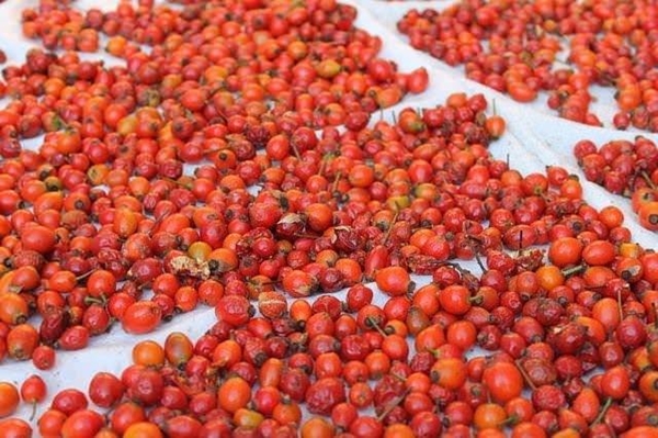 Foto - Kuşburnunun yararları say say bitmiyor!