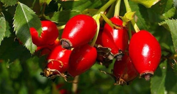 Foto - Kuşburnunun yararları say say bitmiyor!