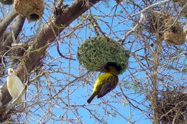 Kuslar Neden Yuva Yapar