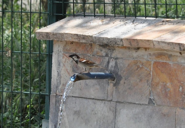 Kuşlar sıcakta böyle serinledi