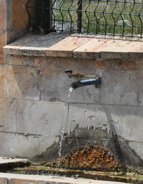 Foto - Kuşlar sıcakta böyle serinledi