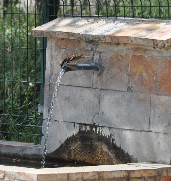 Foto - Kuşlar sıcakta böyle serinledi