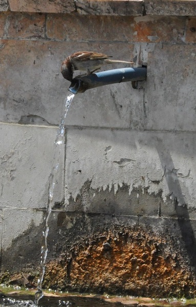 Foto - Kuşlar sıcakta böyle serinledi