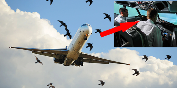 Kuşlar uçağın peşini bırakmadı! Nedenini anlayan pilot ağlama krizine girdi, kimse sakinleştiremedi