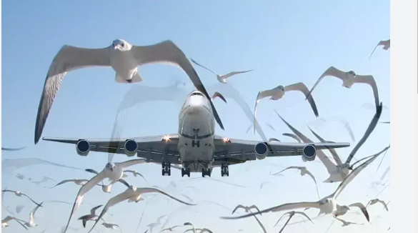 Foto - Kuşlar uçağın peşini bırakmadı! Nedenini anlayan pilot ağlama krizine girdi, kimse sakinleştiremedi