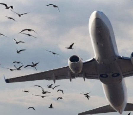 Foto - Kuşlar uçağın peşini bırakmadı! Nedenini anlayan pilot ağlama krizine girdi, kimse sakinleştiremedi
