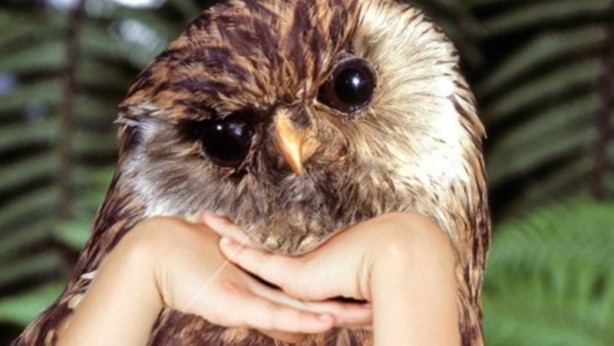 Foto - Kuşlara kol eklenerek yapılmış komik fotoşoplar