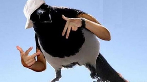 Foto - Kuşlara kol eklenerek yapılmış komik fotoşoplar