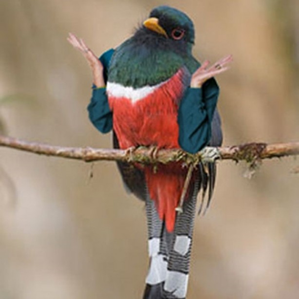 Foto - Kuşlara kol eklenerek yapılmış komik fotoşoplar