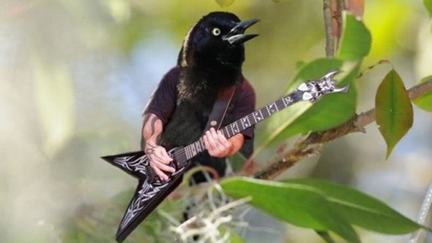 Foto - Kuşlara kol eklenerek yapılmış komik fotoşoplar