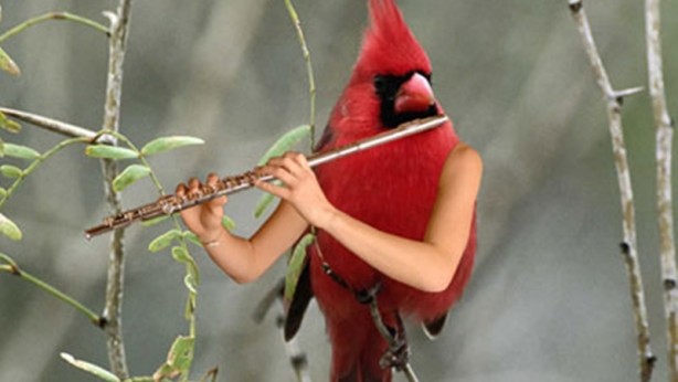 Foto - Kuşlara kol eklenerek yapılmış komik fotoşoplar