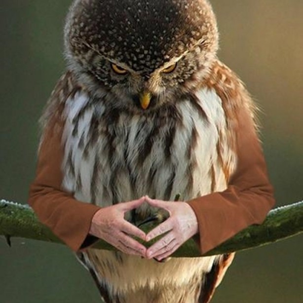 Foto - Kuşlara kol eklenerek yapılmış komik fotoşoplar