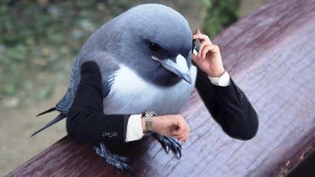 Foto - Kuşlara kol eklenerek yapılmış komik fotoşoplar