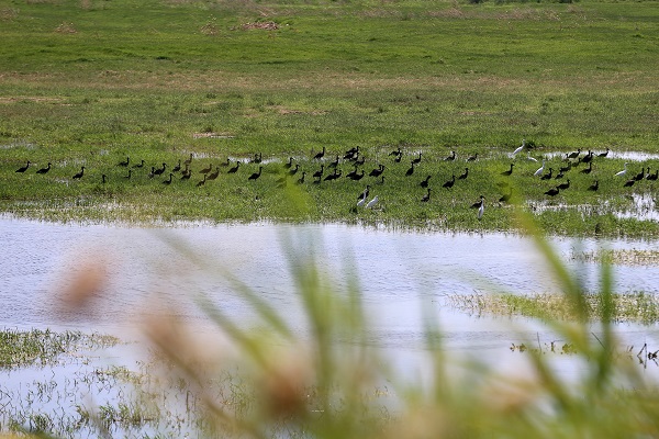 Foto - Kuşlara umut oldu! Marmara Gölü kuruyunca bakın kuşlar çözümü nasıl buldu