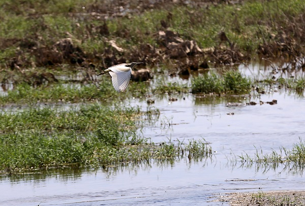 Foto - Kuşlara umut oldu! Marmara Gölü kuruyunca bakın kuşlar çözümü nasıl buldu