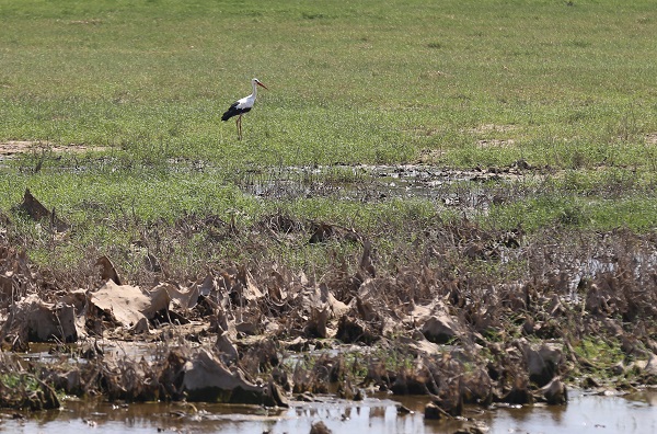 Foto - Kuşlara umut oldu! Marmara Gölü kuruyunca bakın kuşlar çözümü nasıl buldu