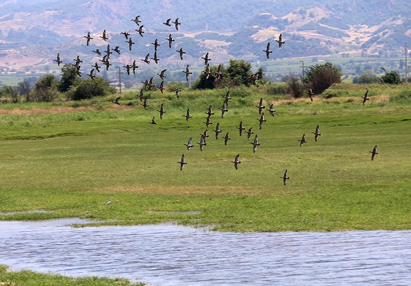Foto - Kuşlara umut oldu! Marmara Gölü kuruyunca bakın kuşlar çözümü nasıl buldu
