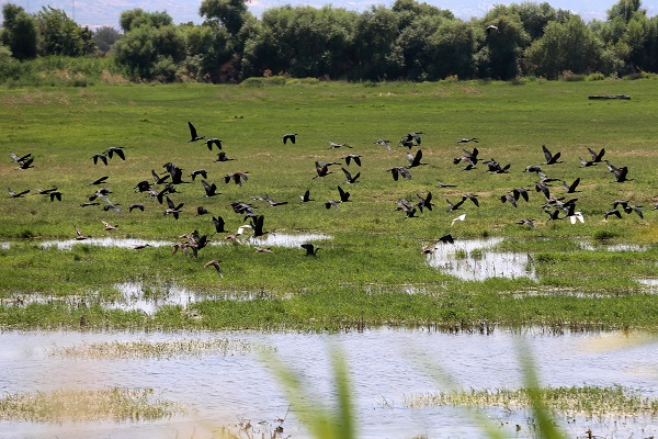 Foto - Kuşlara umut oldu! Marmara Gölü kuruyunca bakın kuşlar çözümü nasıl buldu