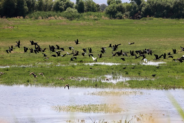 Foto - Kuşlara umut oldu! Marmara Gölü kuruyunca bakın kuşlar çözümü nasıl buldu