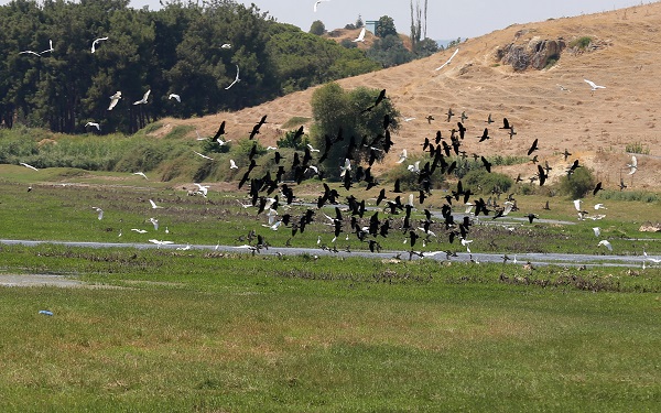 Foto - Kuşlara umut oldu! Marmara Gölü kuruyunca bakın kuşlar çözümü nasıl buldu