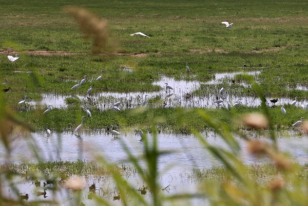 Foto - Kuşlara umut oldu! Marmara Gölü kuruyunca bakın kuşlar çözümü nasıl buldu