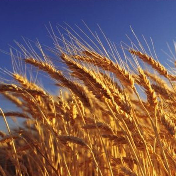 Foto - Kusma, kanlı ishal, bayılma... Bu besinlere dikkat!