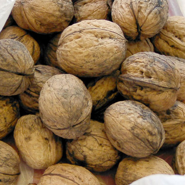 Foto - Kusma, kanlı ishal, bayılma... Bu besinlere dikkat!