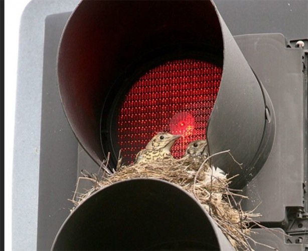 Foto - Kuştan mühendislik harikası!