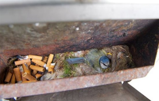 Foto - Kuştan mühendislik harikası!