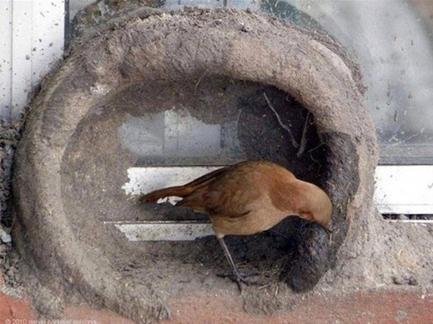 Foto - Kuştan mühendislik harikası!