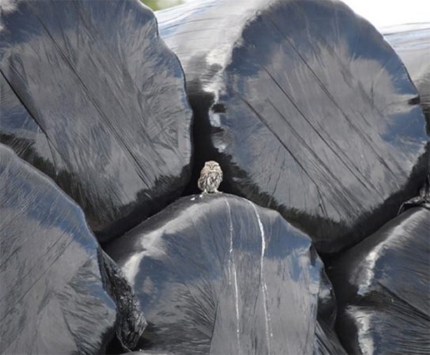 Foto - Kuştan mühendislik harikası!