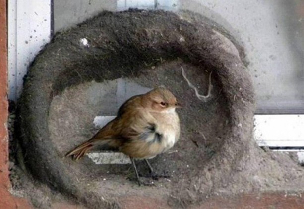 Foto - Kuştan mühendislik harikası!