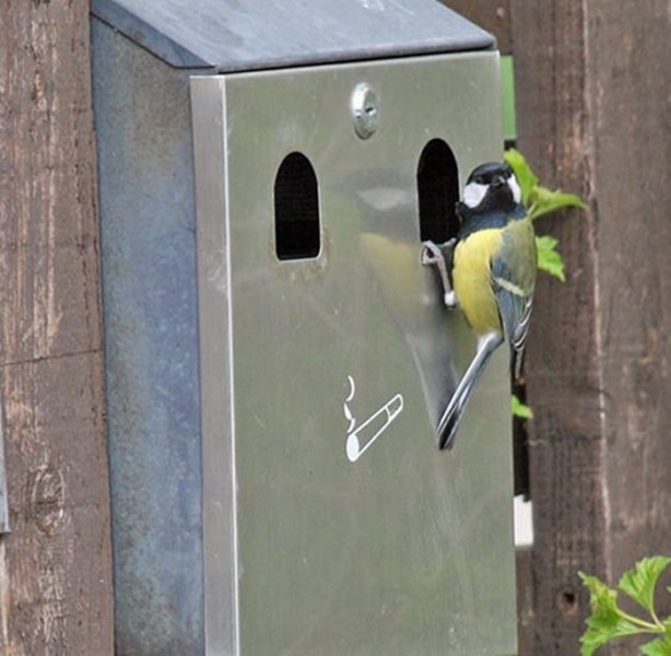 Foto - Kuştan mühendislik harikası!
