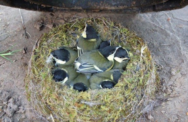 Foto - Kuştan mühendislik harikası!