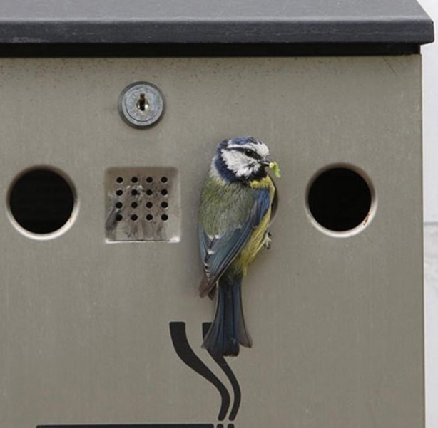 Foto - Kuştan mühendislik harikası!