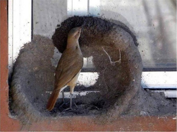 Foto - Kuştan mühendislik harikası!