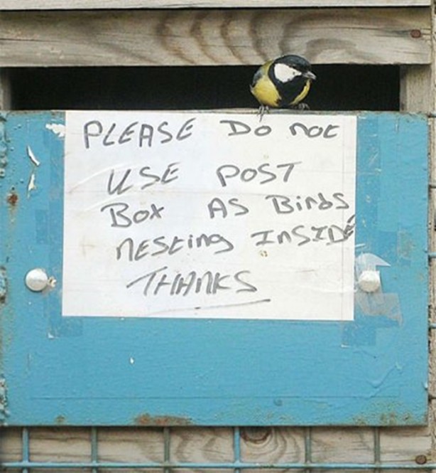 Foto - Kuştan mühendislik harikası!