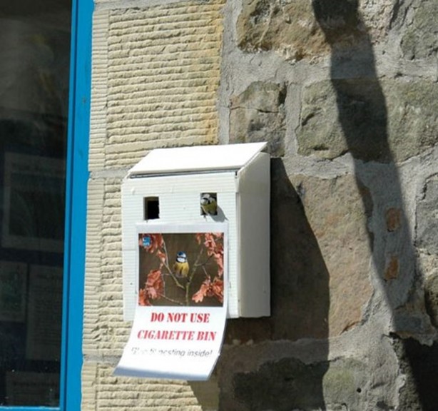 Foto - Kuştan mühendislik harikası!