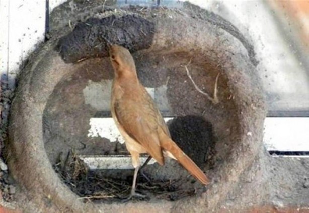 Foto - Kuştan mühendislik harikası!