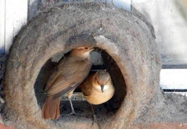 Foto - Kuştan mühendislik harikası!