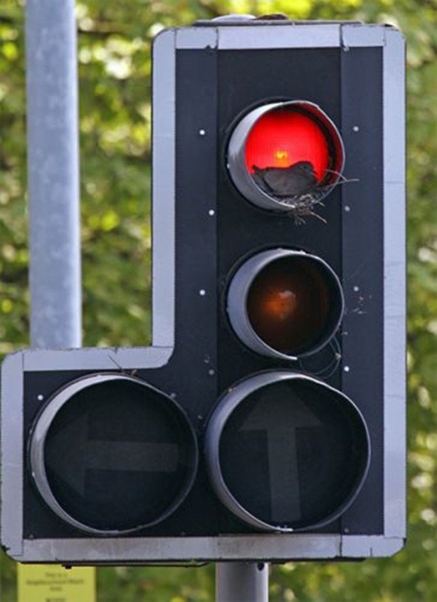 Foto - Kuştan mühendislik harikası!