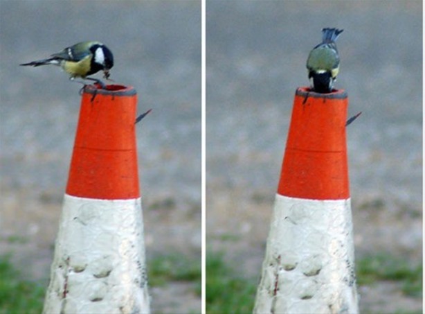 Foto - Kuştan mühendislik harikası!