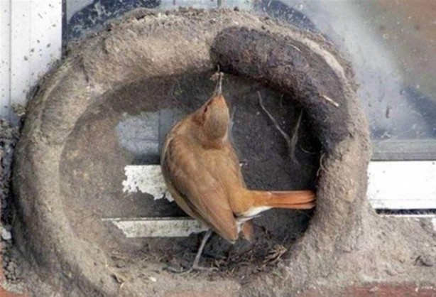 Foto - Kuştan mühendislik harikası!