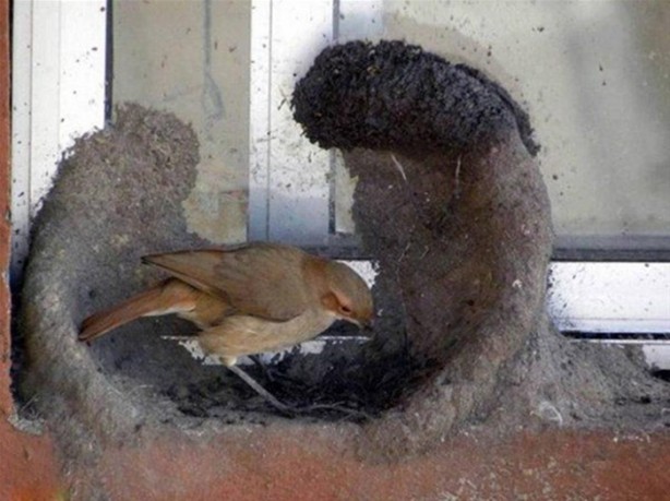 Kuştan mühendislik harikası!