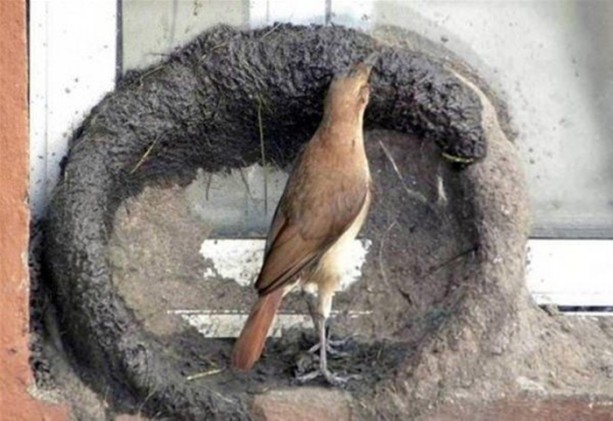 Foto - Kuştan mühendislik harikası!