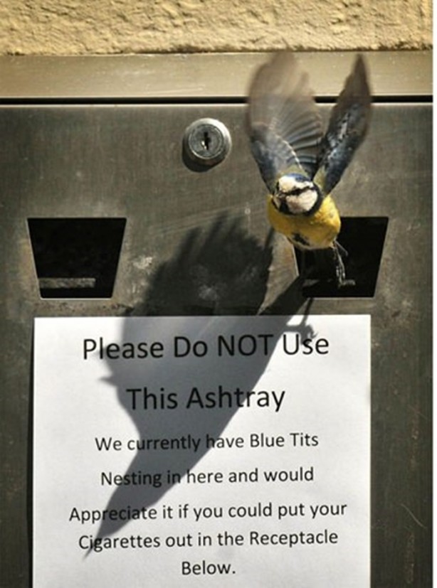 Foto - Kuştan mühendislik harikası!