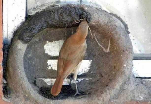 Foto - Kuştan mühendislik harikası!