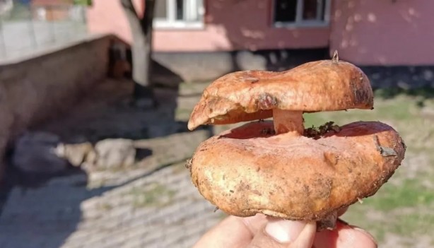 Foto - Kütahya'da bulundu! Böylesi ilk kez görüldü!