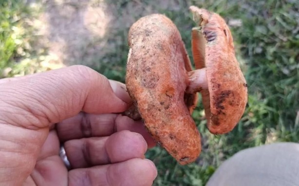 Kütahya'da bulundu! Böylesi ilk kez görüldü!