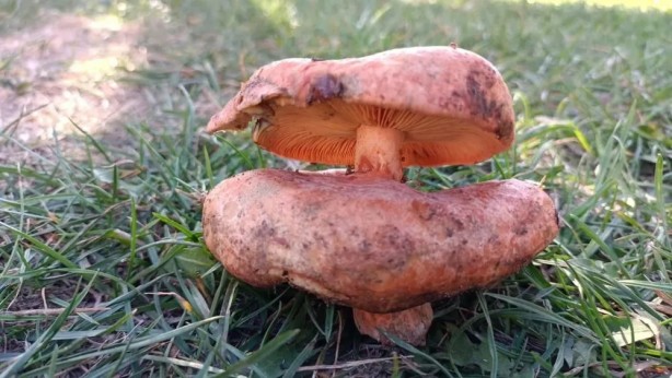 Foto - Kütahya'da bulundu! Böylesi ilk kez görüldü!